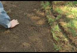 How to Restore a Rutted Lawn After Construction