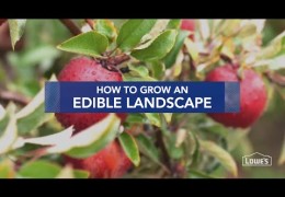 Four Tips on Edible Landscaping