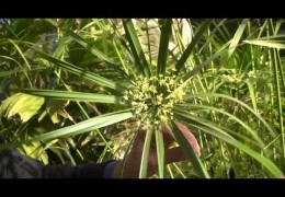 How to Grow Papyrus and Other Water Garden Plants