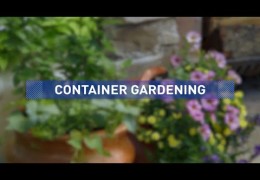 Tips for Designing and Planting Container Gardens