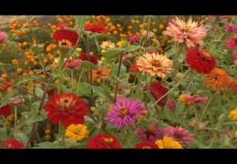 How to Grow Zinnias