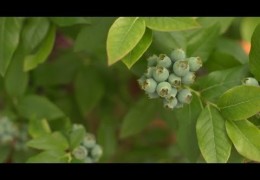 How to Grow Blueberries and Figs in Containers