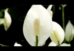 How to Care for Peace Lilies