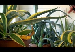 How to Care for Agave Cactus