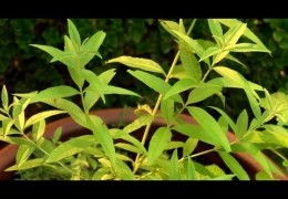 Small Space Herb Gardening