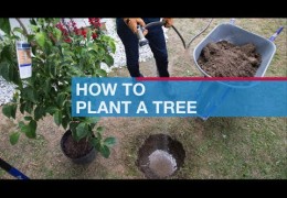 How to Plant Trees