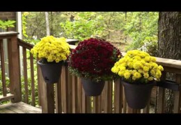 Mums for Classic Fall Gardens anc Decoration