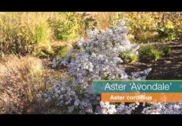 Low-Maintenance Asters