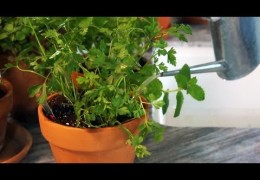 How to Grow Herbs Indoors