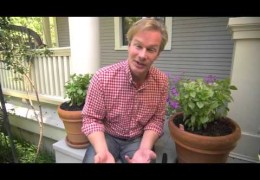 Tips for Growing Herbs in Containers