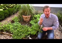 How to Grow Your Own Herbal Tea Garden