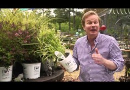 How to Choose the Right Plants for your Garden