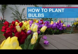 How to Plant Seasonal Bulbs