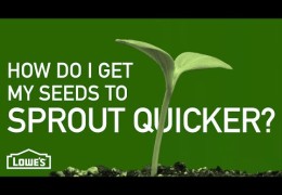 Tips for Getting Seeds to Sprout Quicker