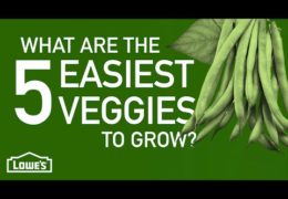 The Five Easiest Vegetables to Grow