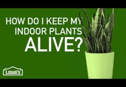 Four Tips to Keep Your House Plants Alive