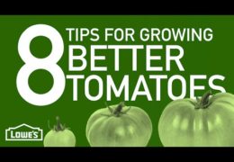 How to Grow Better Tomatoes