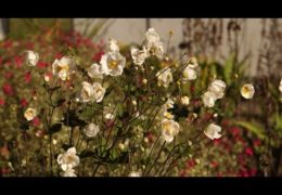 Fall Gardening Quick Tips