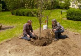 How to Plant Fruit Trees