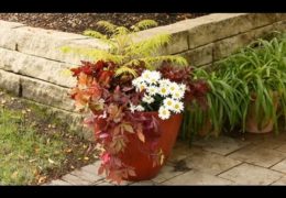 How to Plant Perennials in Containers