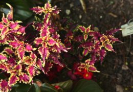 Add a Ton of Easy Growing Color with Coleus