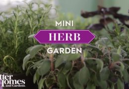 How to Plant a Mini Herb Garden