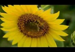 Sunflower Growing Tips