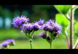 How to Grow and Harvest Blue Horizon Ageratum