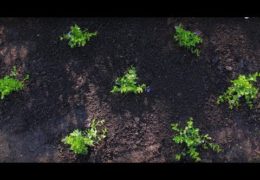 Easy Way to Plant Groundcover