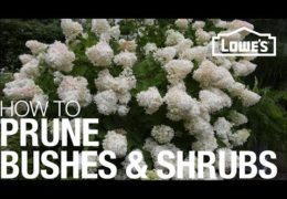 Basics of Pruning and Shaping Shrubs and Bushes