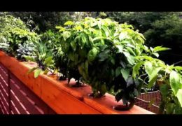 Gardening Ideas for Balconies