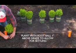 How to Plant a Boxwood Hedge