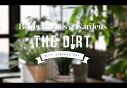 Basic Houseplant Care Tips