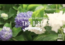 How to Care for Hydrangeas