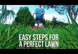 Five Easy Steps to a Perfect Lawn