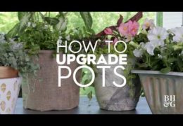 Four Ways to Upgrade Plant Containers