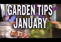 Winter Gardening Projects