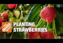 How to Grow Strawberries