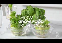 How to Propagate Fruits, Herbs, and Vegetables from Store-Bought Produce