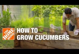 How to Plant and Maintain Cucumbers