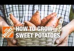 How to Plant and Maintain Sweet Potatoes