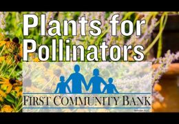 Two Summer Perennials that Attract Pollinators