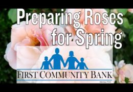 How to Prepare Roses for Spring