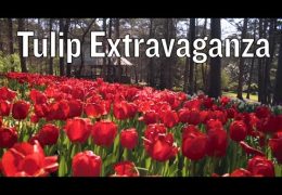 Tulip Extravaganza at Garvan Woodland Gardens