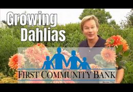 How to Grow Dahlias