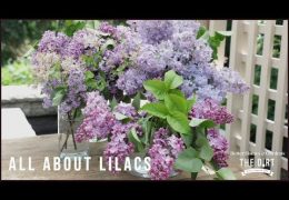 How to Select and Care for Lilacs