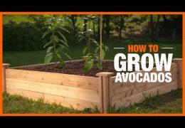 How to Grow and Care for an Avocado Tree