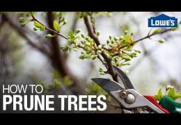 How to Prune Trees