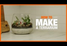 How to Make a Terrarium