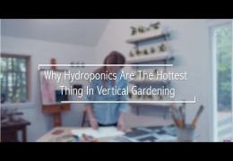 How to Create a Hydroponic Herb Garden